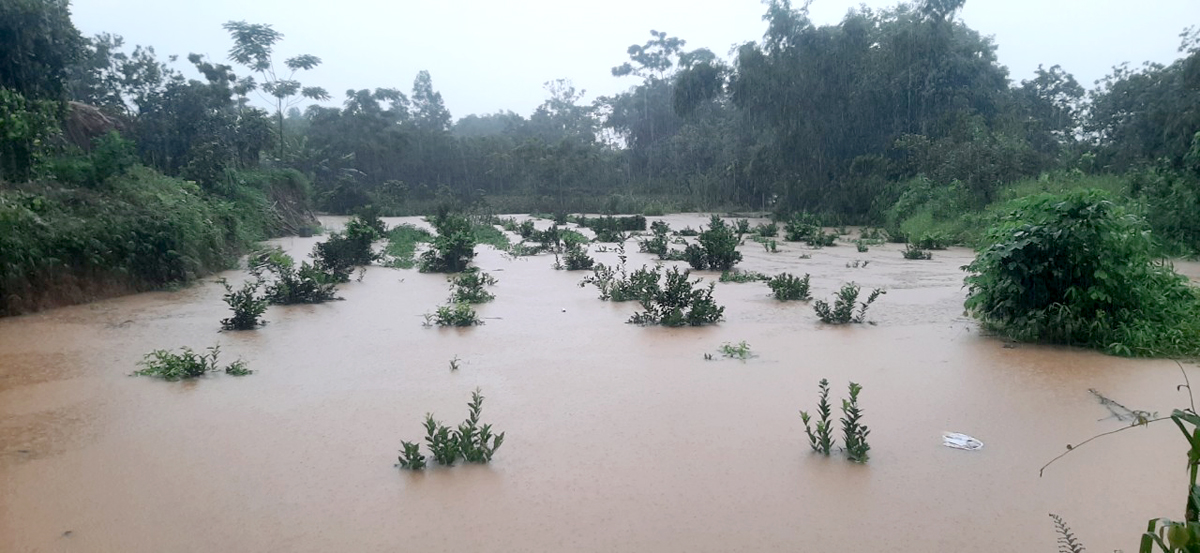 Nhiều diện tích cây trồng ở thị trấn Việt Lâm (Vị Xuyên) bị ngập.