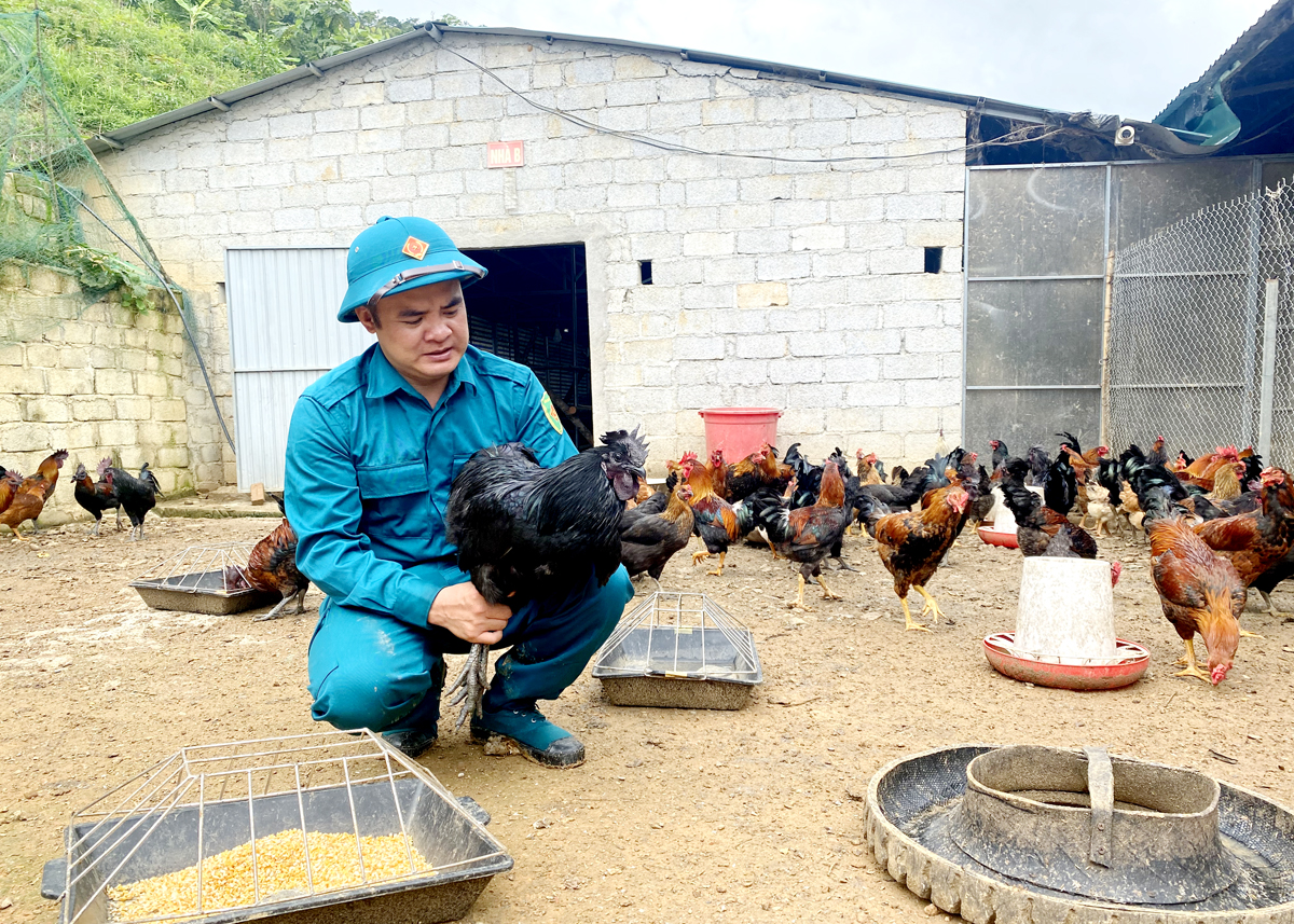 Anh Hà Văn Ngọc, thôn Bản Ké, thị trấn Yên Minh, huyện Yên Minh làm giàu từ nuôi gà xương đen bản địa.