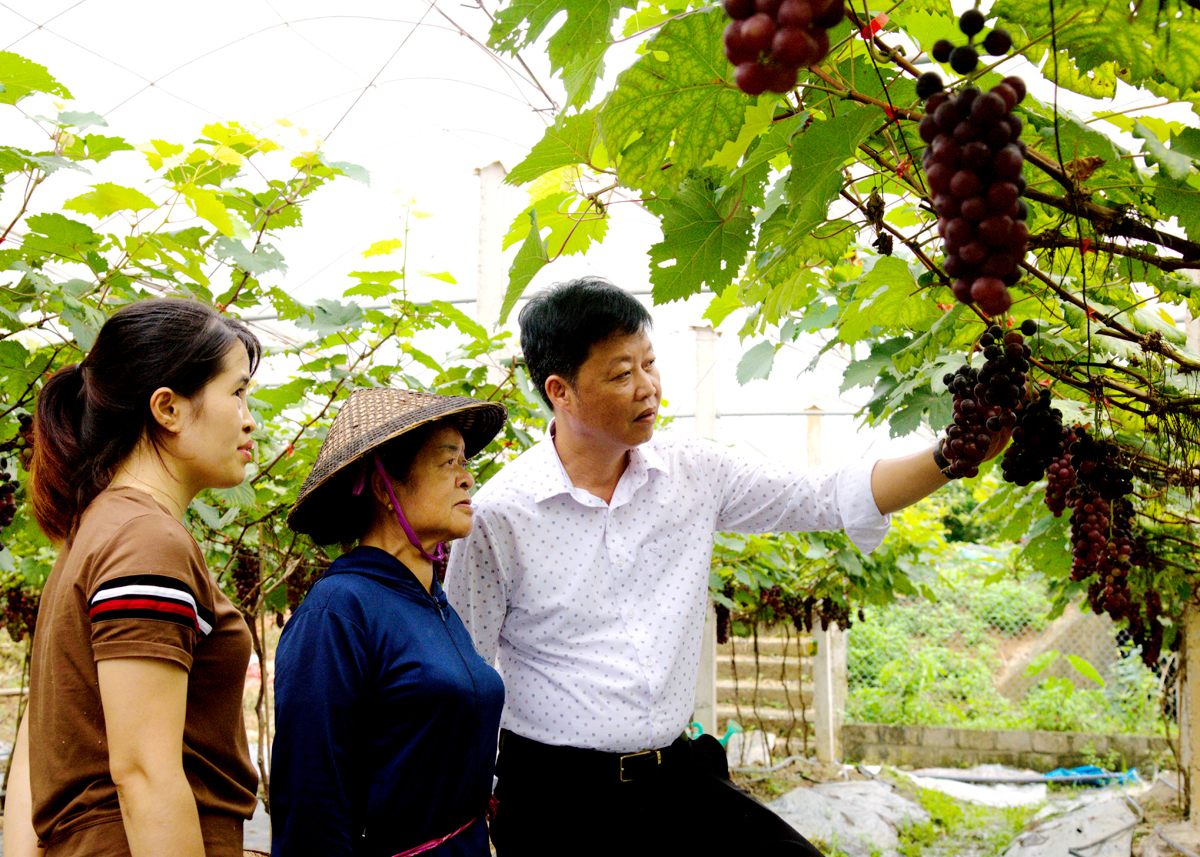 Anh Hoàng Văn Châm, Chủ tịch Hội Nông dân huyện Quang Bình chia sẻ kinh nghiệm trồng và chăm sóc nho Hạ Đen với người dân xã Xuân Giang.