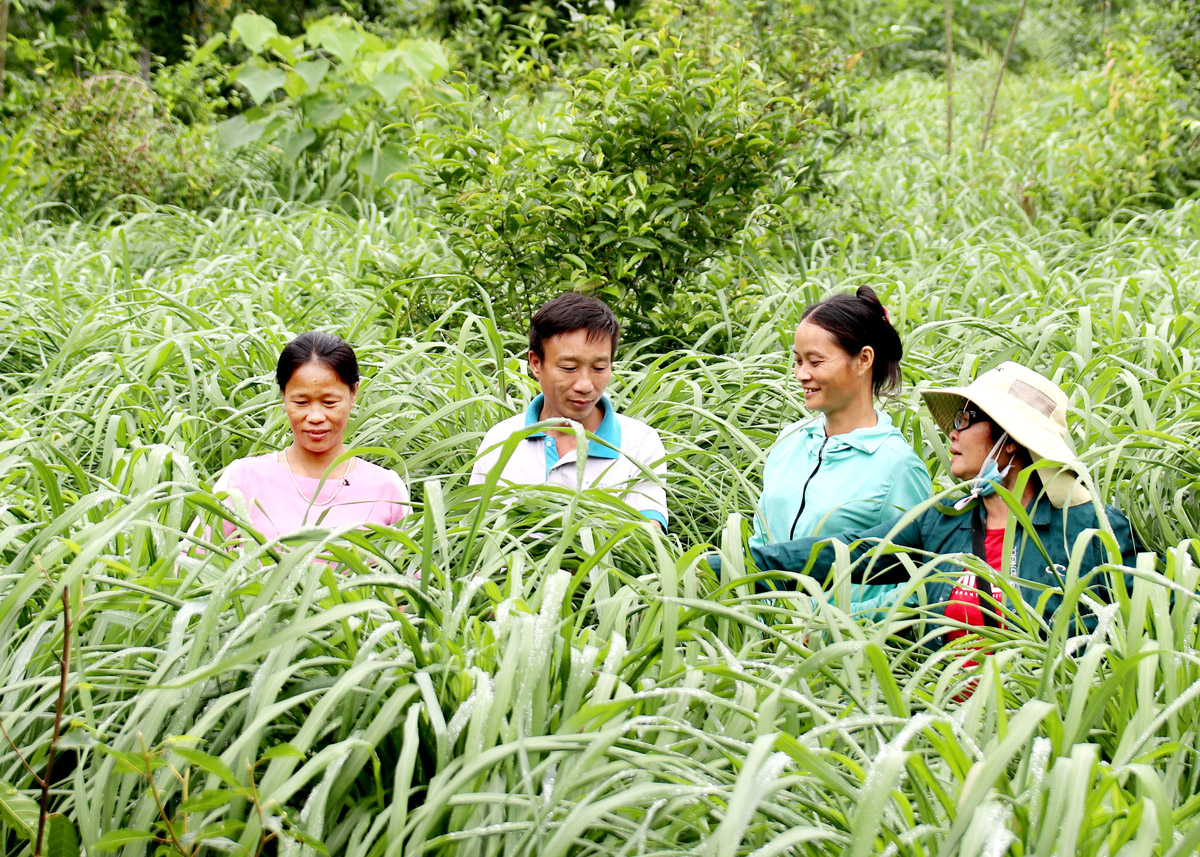 Qua công tác dân vận khéo, người dân xã Quang Minh đã chuyển đổi vườn tạp sang trồng sả Srilanka cho giá trị kinh tế cao.
