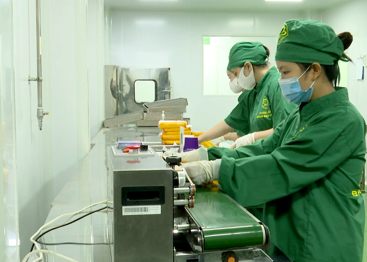 Nhân viên Công ty Bông Sen Vàng sản xuất các sản phẩm dược liệu tại Nhà máy dược phẩm