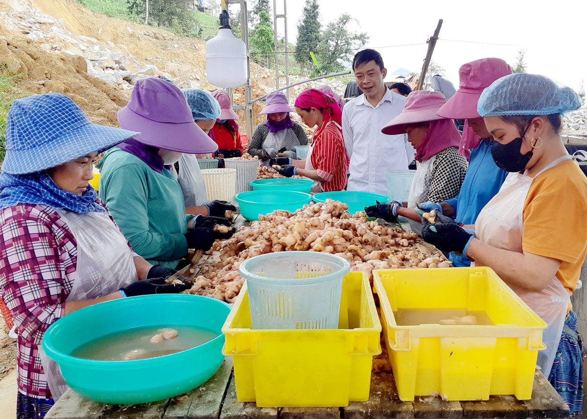 Người dân xã Nàn Ma có thêm nguồn thu nhập khi làm việc tại Hợp tác xã Nông sản Xín Mần - Misaki.