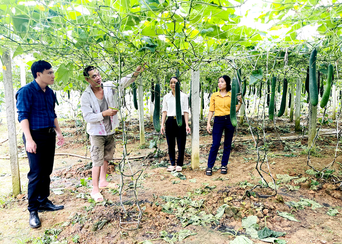 Lãnh đạo thị trấn Nông trường Việt Lâm (Vị Xuyên) kiểm tra mô hình trồng bí xanh tại tổ 11.