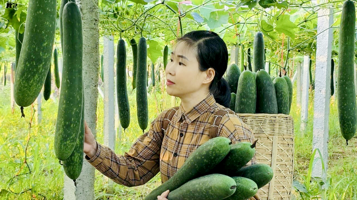 Nông dân thị trấn Nông trường Việt Lâm thu hoạch bí xanh.