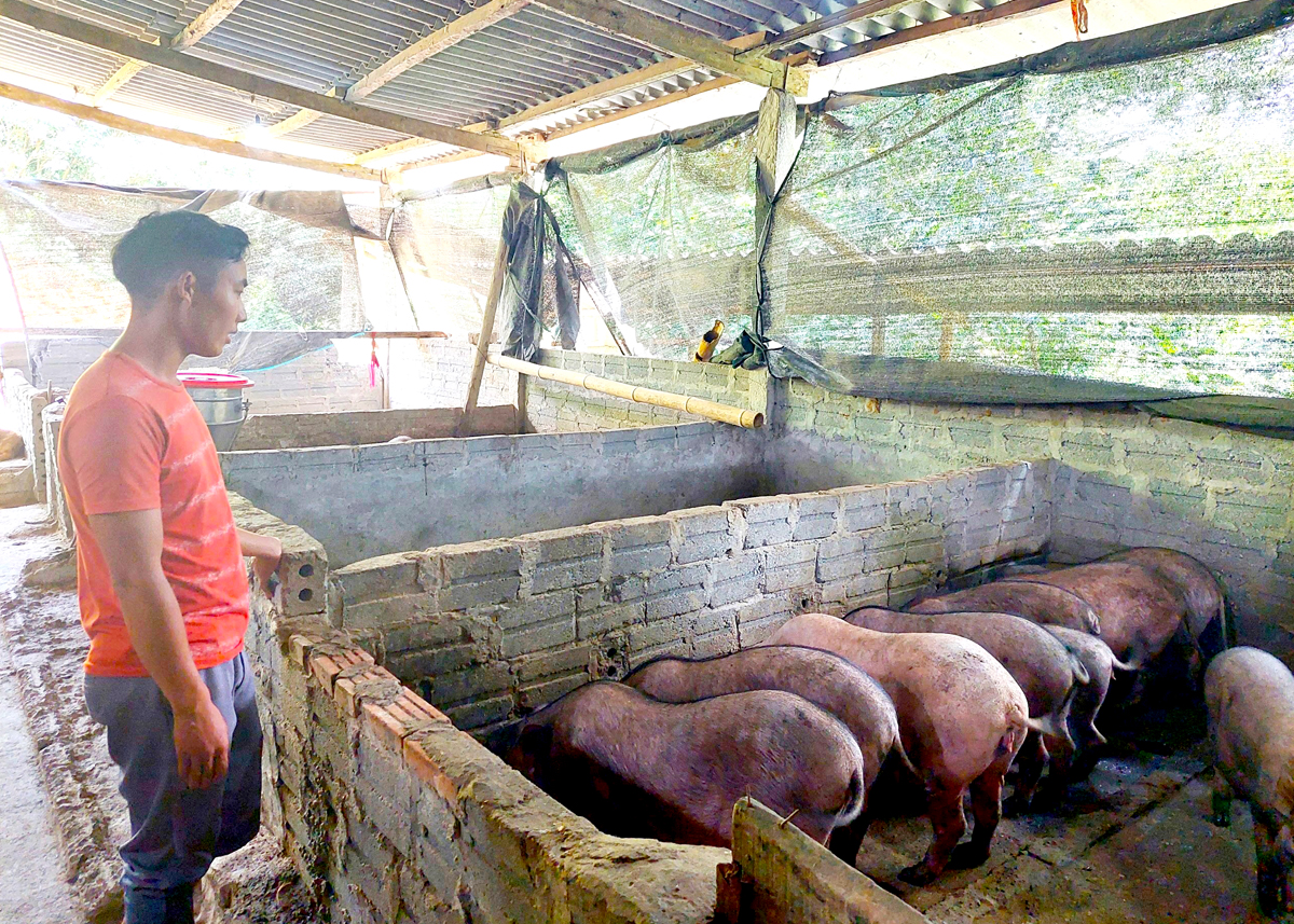 Người dân xã Nậm Dịch nuôi lợn đen thương phẩm.
