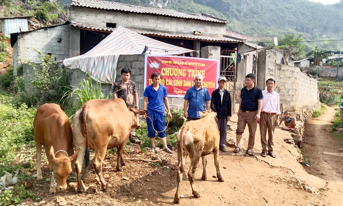 Ủy ban MTTQ huyện Yên Minh trao bò giống hỗ trợ hộ nghèo chăn nuôi.