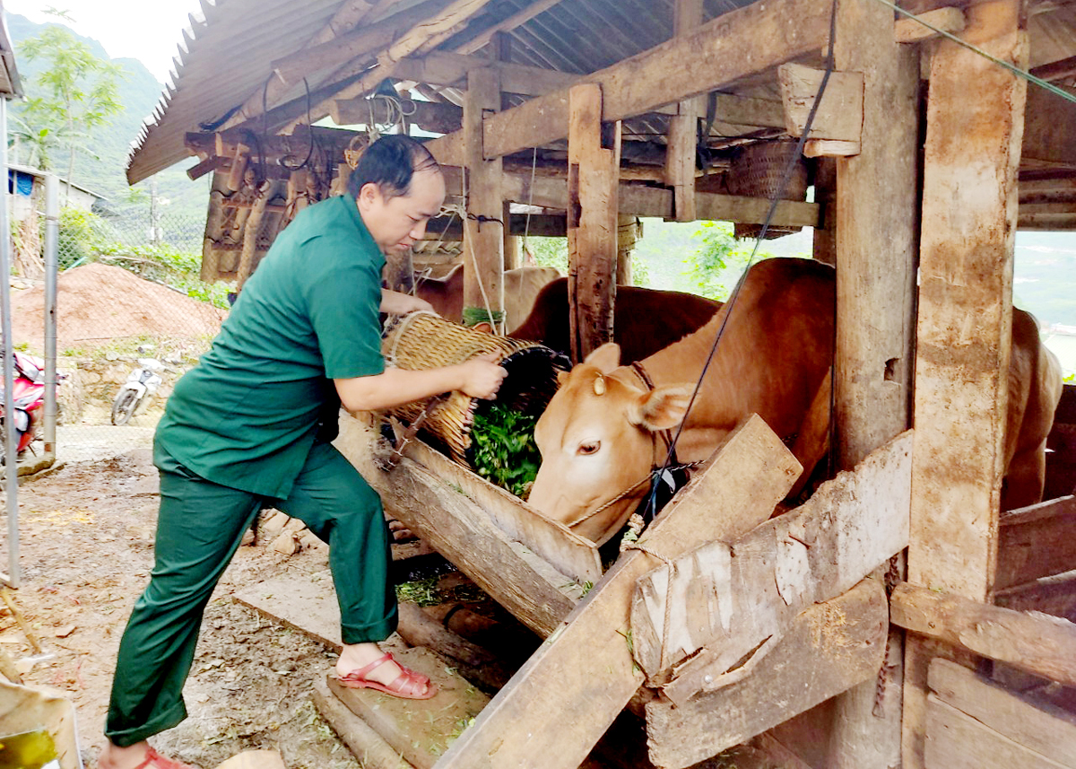 Anh Vàng Mí Lử, thị trấn Mèo Vạc, huyện Mèo Vạc chăm sóc đàn bò của gia đình.