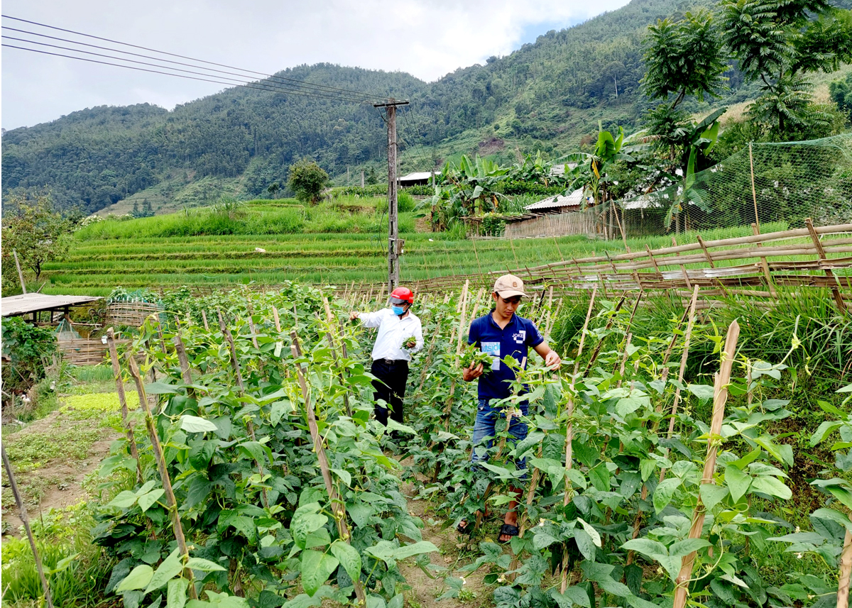 Người dân xã Pố Lồ (Hoàng Su Phì) cải tạo vườn tạp trồng các loại rau ngắn ngày.