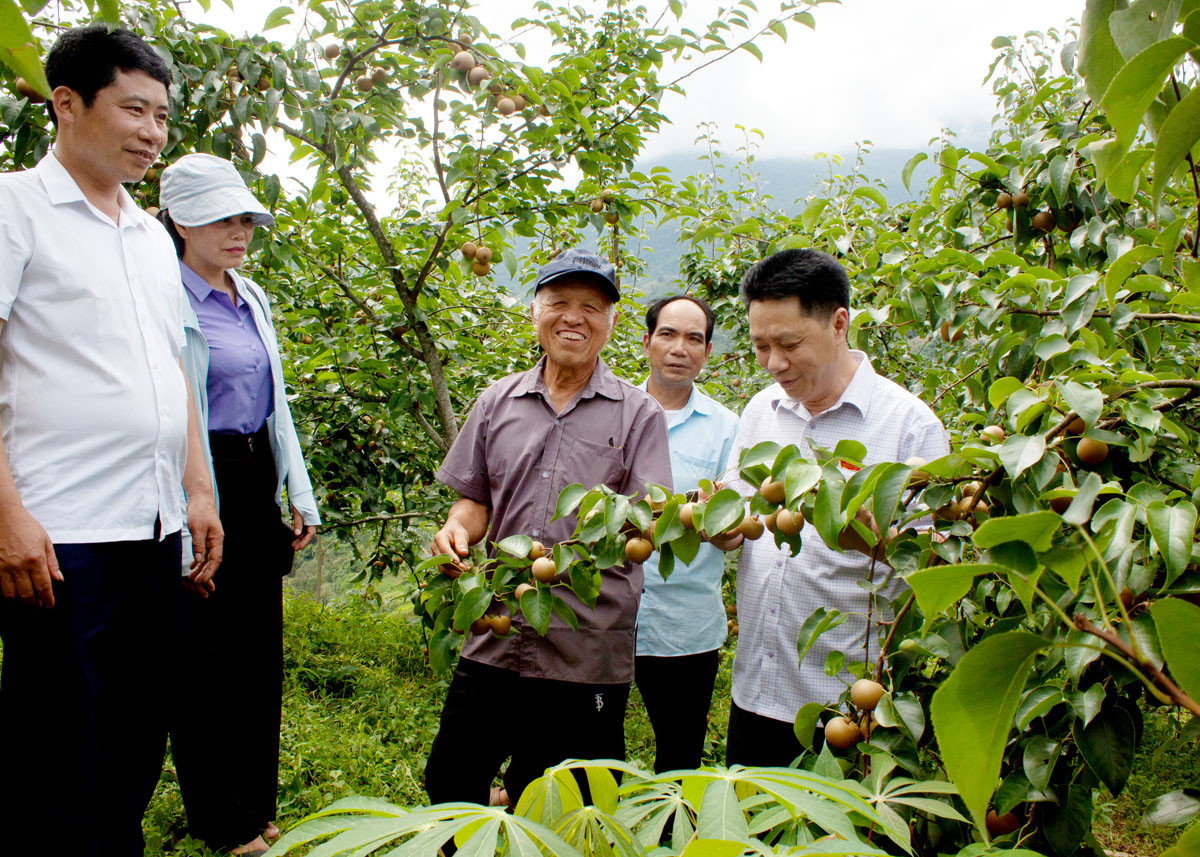 Lãnh đạo huyện Hoàng Su Phì thăm vườn lê của gia đình ông Phượng Quầy Phin.