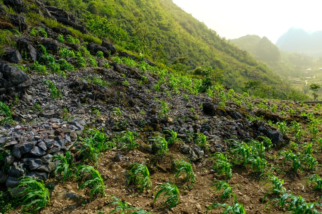 Corn stalks rise from the rocky ground