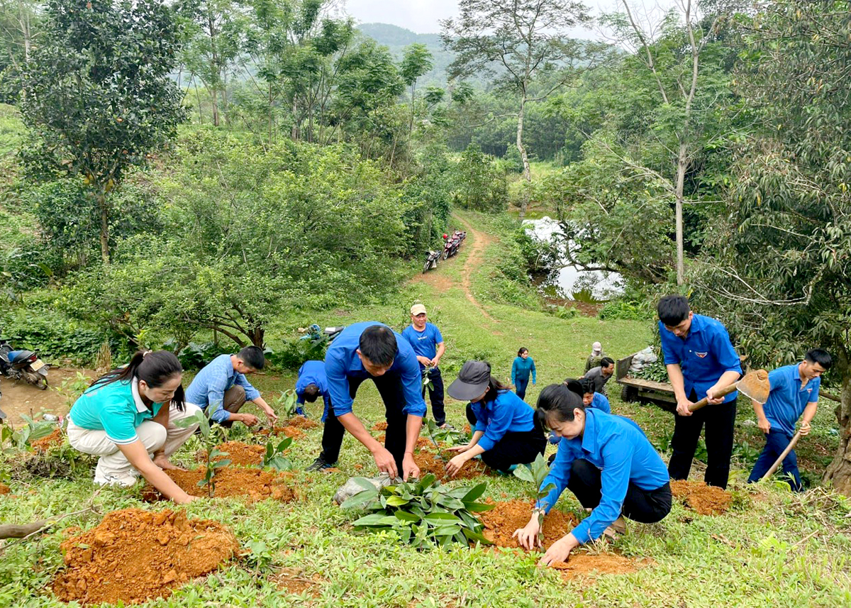 Hỗ trợ gia đình đoàn viên nghèo trồng quế tại xã Cao Bồ.