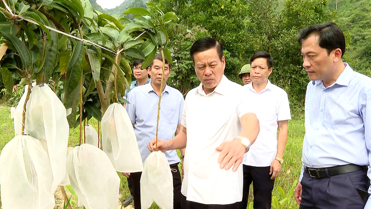 Chủ tịch UBND tỉnh Nguyễn Văn Sơn thăm mô hình trồng xoài Đài Loan tại xã Hữu Vinh.
