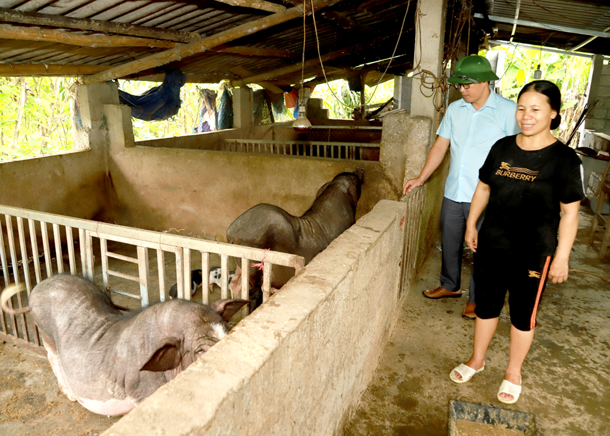 Mô hình nhóm sở thích chăn nuôi lợn địa phương tại thôn Ngàm Sọoc, xã Mậu Duệ (Yên Minh) giúp người dân nâng cao thu nhập.

