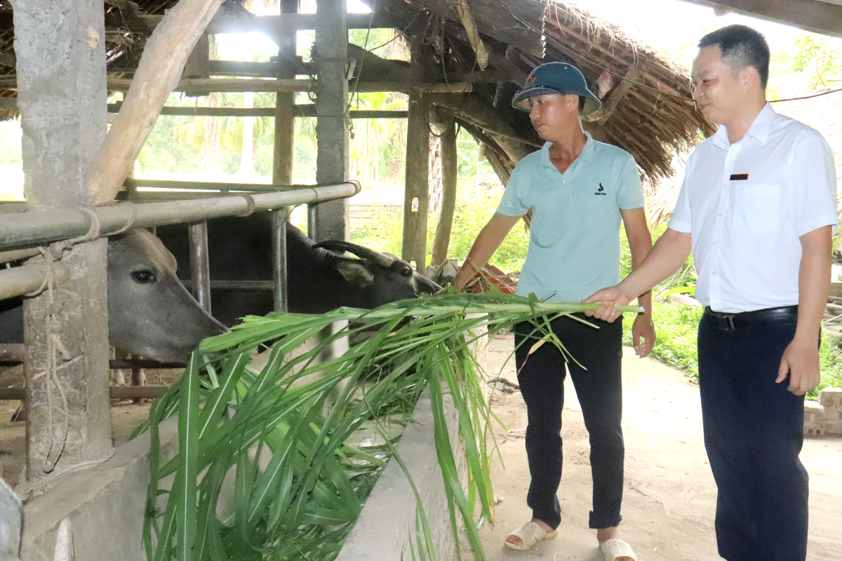 Từ những đồng vốn vay của Agribank anh Nguyễn Văn Khánh, thôn Mâng, xã Kim Ngọc đã đầu tư vào chăn nuôi trâu mang lại hiệu quả kinh tế cho gia đình.