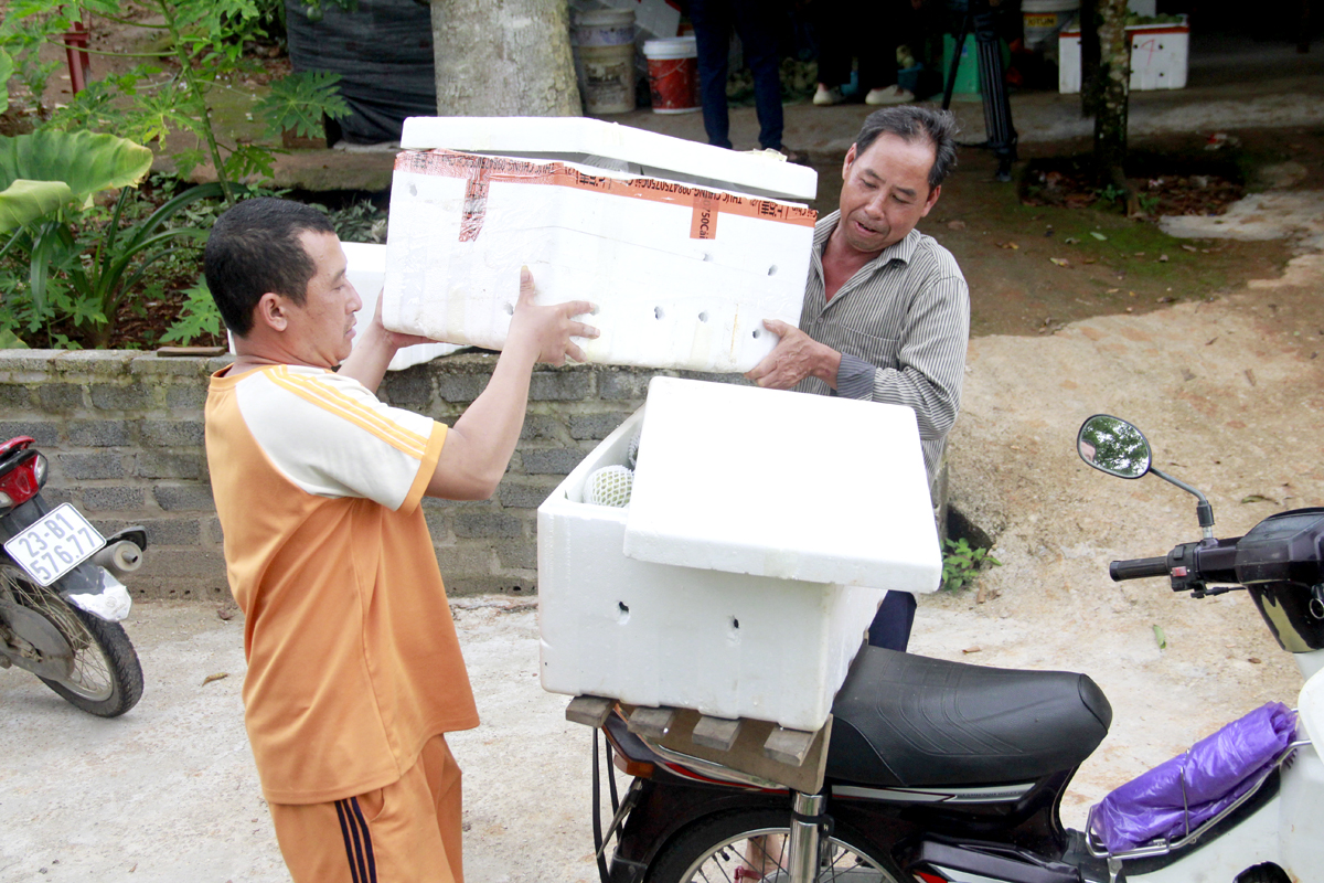 Gia đình anh Nguyễn Quang Nhiên (tổ 8) giao na cho thương lái.