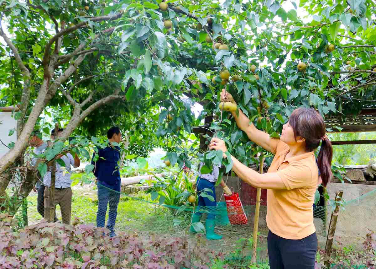 Mô hình dân vận khéo cải tạo vườn tạp, trồng cây ăn quả ở xã Thàng Tín (Hoàng Su Phì).