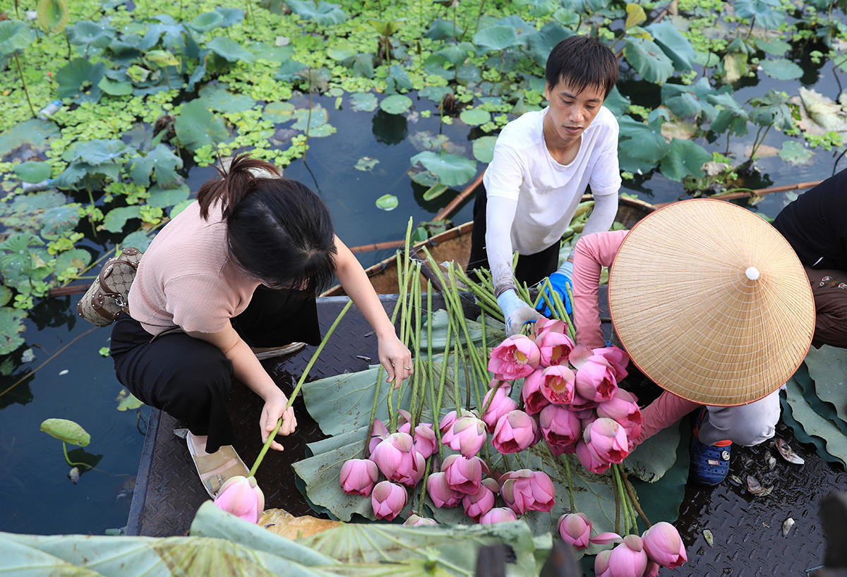 Công tác chuẩn bị cho các sản phẩm sen Hà Nội. Ảnh: Quang Thái