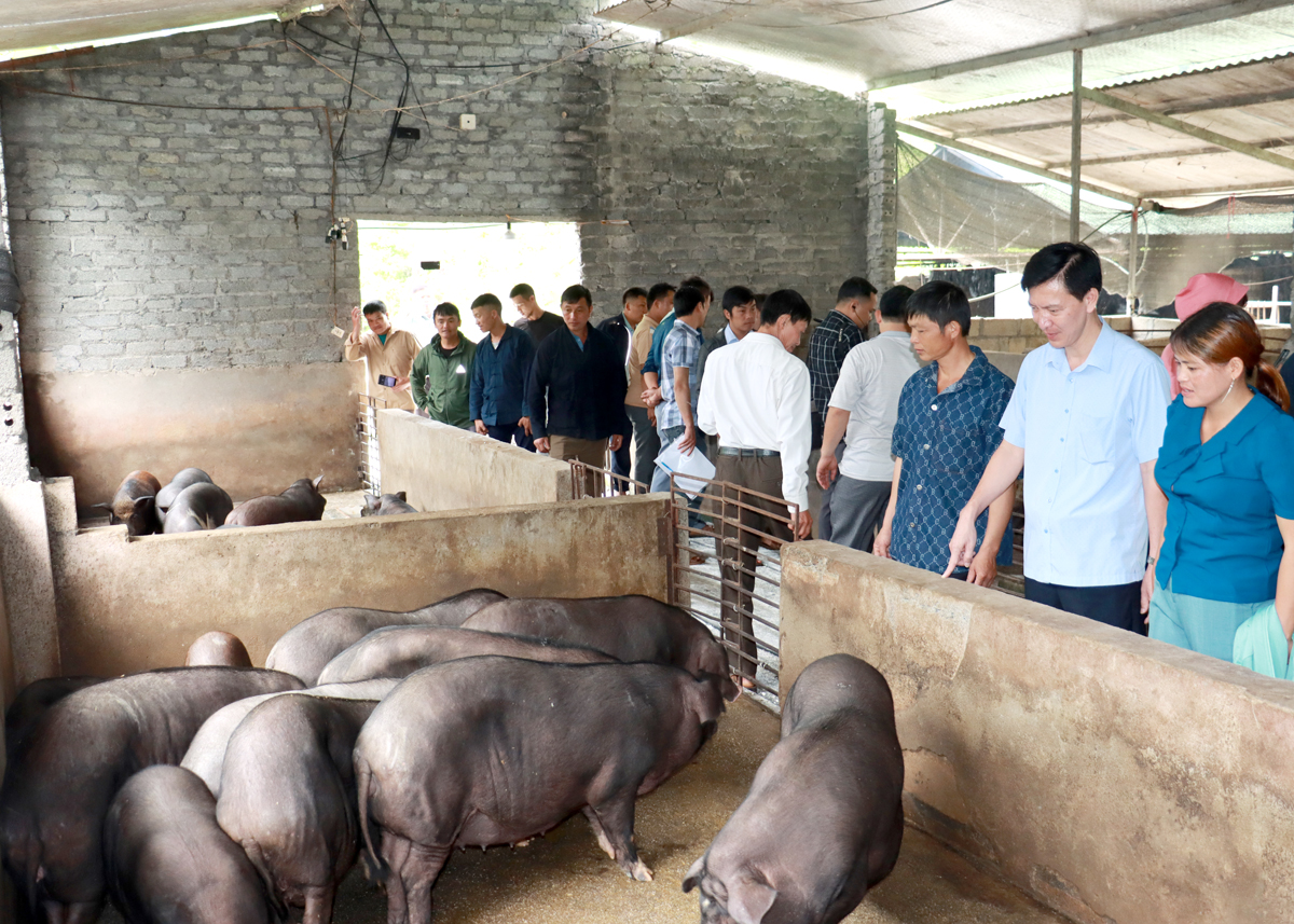 Các đại biểu tham quan mô hình chăn nuôi lợn đen Lũng Pù của HTX Tuấn Dũng.