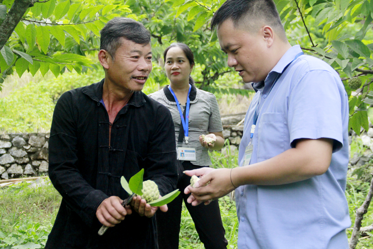 Nhờ áp dụng khoa học kỹ thuật trồng và chăm sóc, xây dựng vườn na mẫu, năm nay vườn na của ông Mạc Đức Quý, tổ 8 kéo dài thời gian thu hoạch đến gần 3 tháng, tránh được tình trạng na chín rộ một thời điểm, bị ép giá, giúp gia đình ông duy trì nguồn thu nhập ổn định.