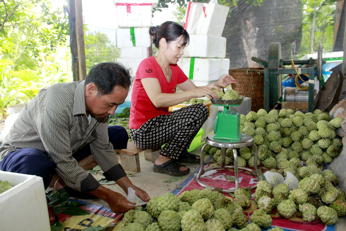 Năm nay, na được mùa, sản lượng thu hoạch khoảng 100 tấn, với giá bán trung bình 50.000 - 60.000 đồng/kg, tổng doanh thu ước đạt gần 6 tỷ đồng, đạt trên 120% so với năm 2023.