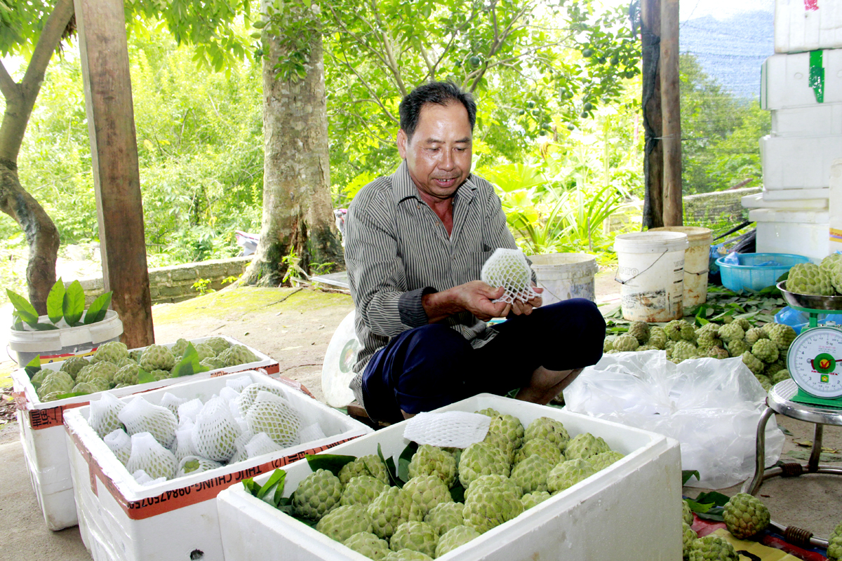 Những quả na được bọc lưới cẩn thận, đảm bảo không bị dập nát trong quá trình vận chuyển.