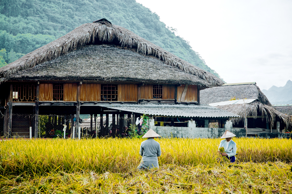 Next to the traditional Tay stilt houses, farmers are working enthusiastically.