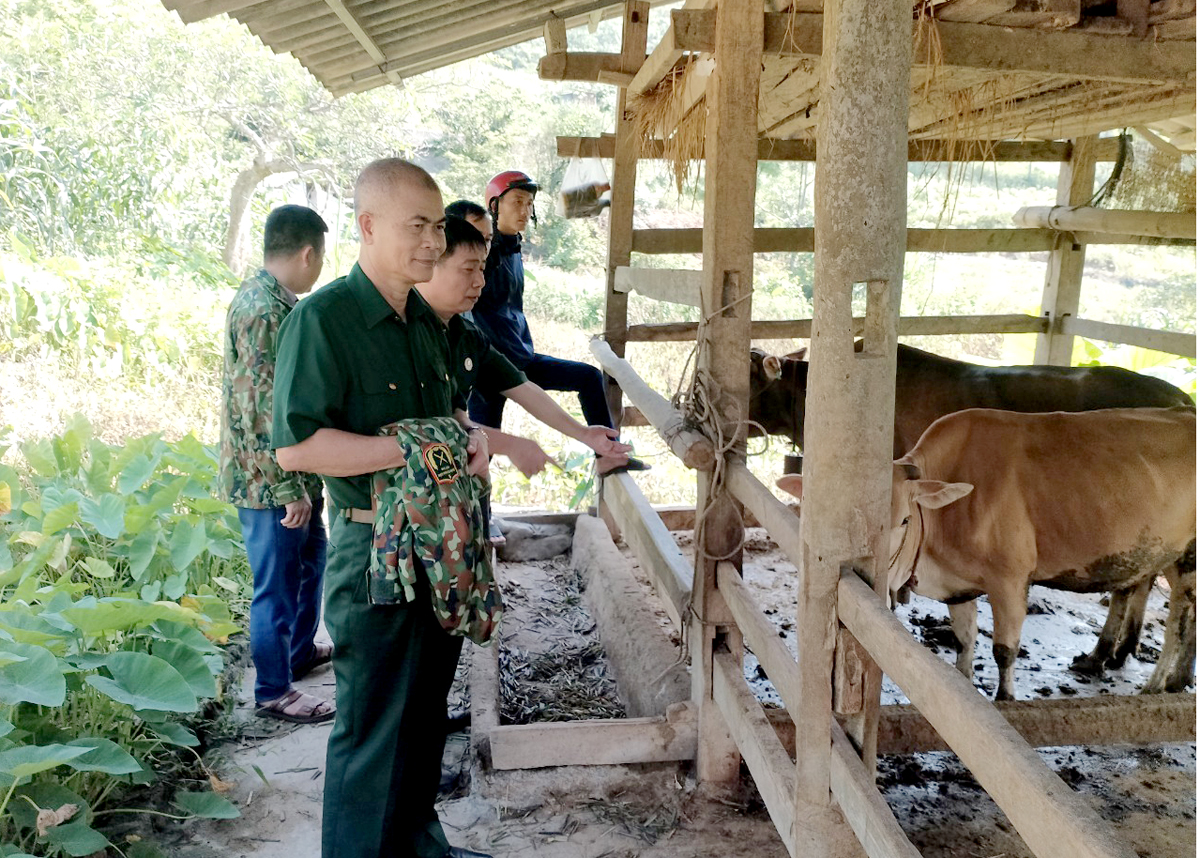 Người dân xã Thuận Hòa (Vị Xuyên) được hỗ trợ nuôi bò sinh sản từ 3 Chương trình mục tiêu quốc gia.