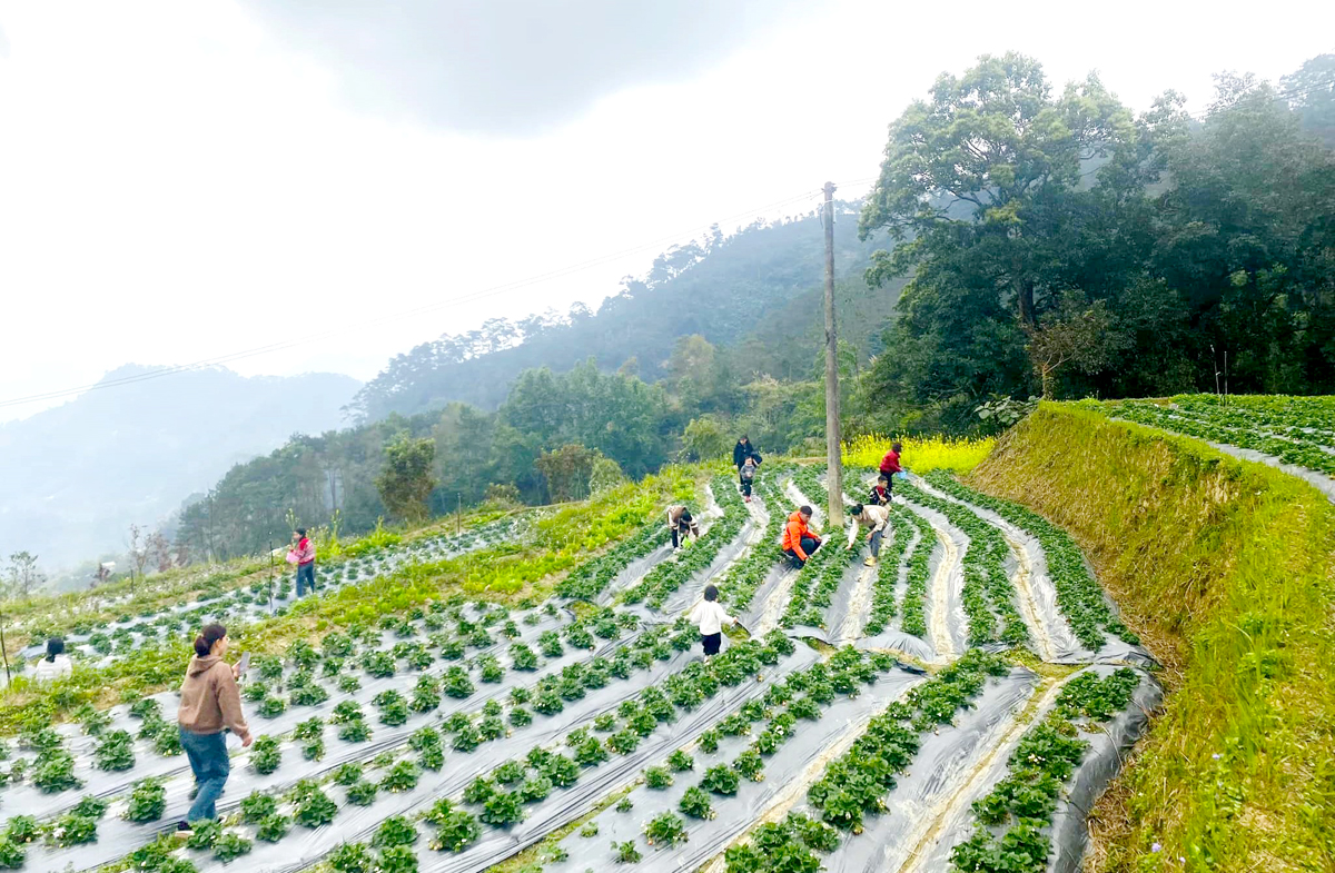 Người dân xã Pố Lồ chuyển đổi từ cây lương thực truyền thống sang trồng Dâu tây cho thu nhập cao.