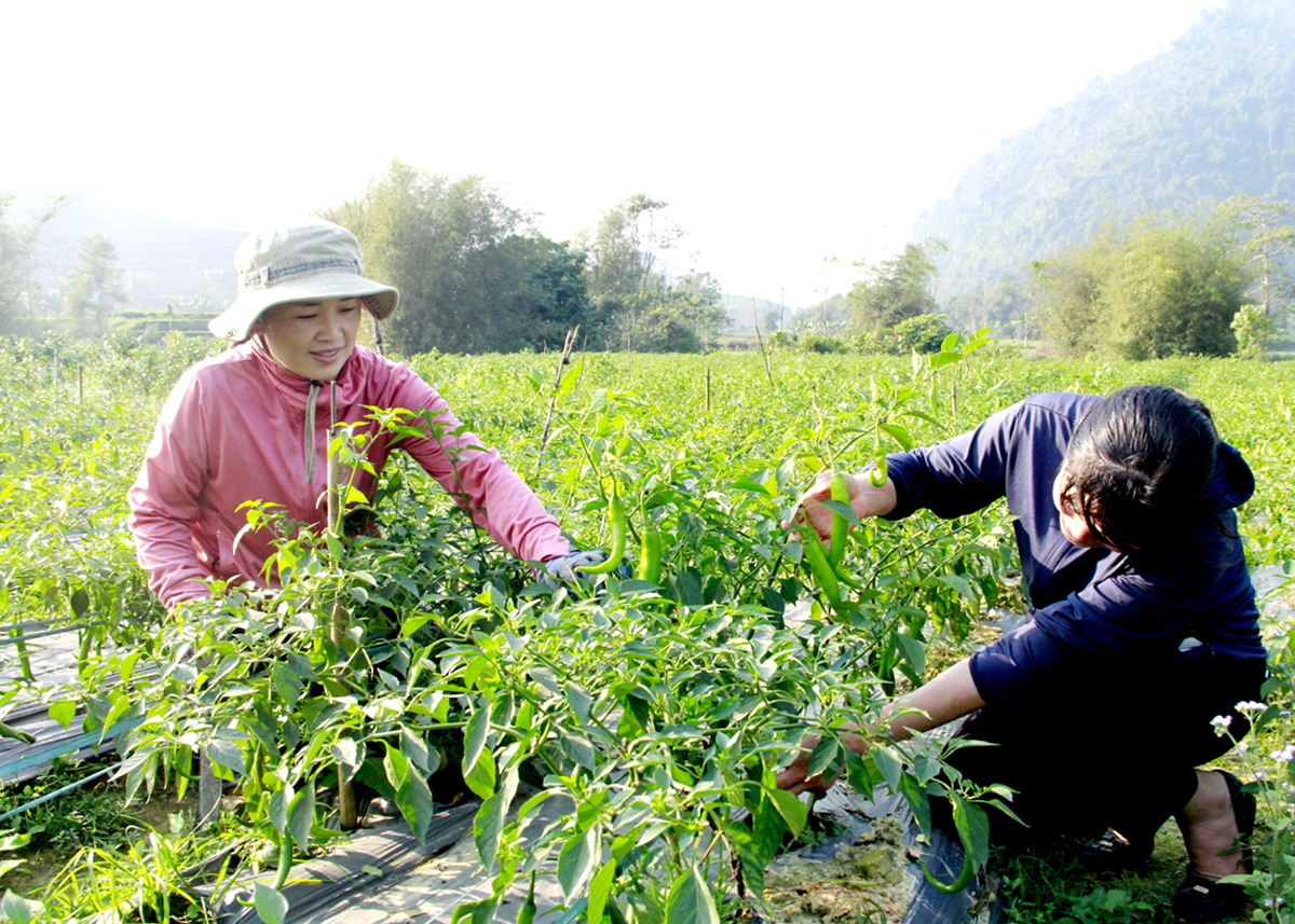 Người dân xã Ngọc Linh (Vị Xuyên) phấn khởi thu hoạch ớt.
