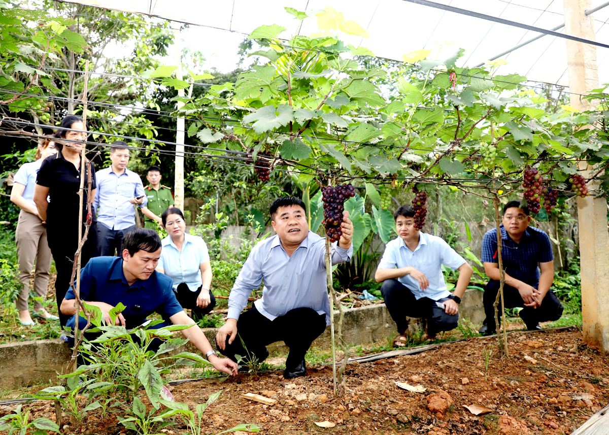 Trồng nho Hạ đen hữu cơ giúp người dân xã Xuân Giang (Quang Bình) có thu nhập ổn định.