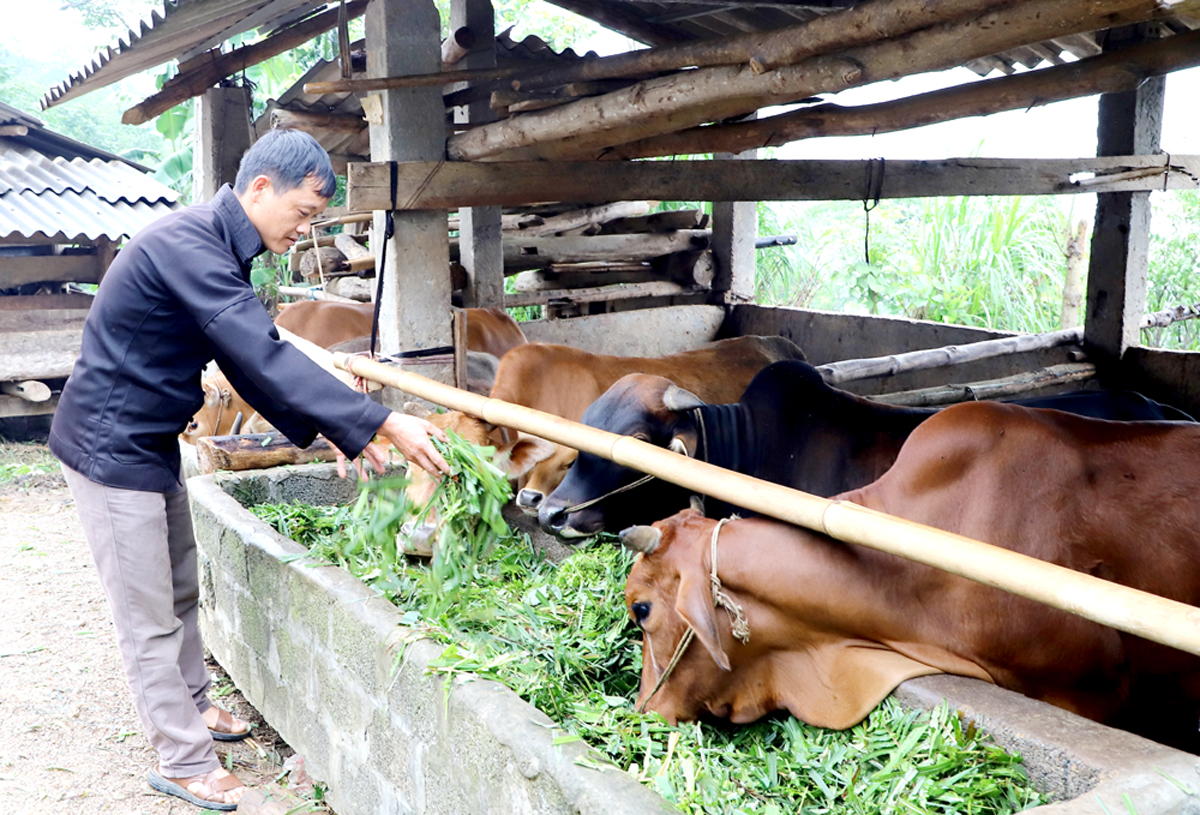 Đảng viên Hầu Mí Xay, dân tộc Mông, thôn hạ sơn Bản Bó, xã Yên Định (Bắc Mê) tham gia mô hình “Nhóm chăn nuôi Bò vàng vùng cao sinh sản liên kết theo chuỗi giá trị gắn với tiêu thụ sản phẩm” giúp cuộc sống đã có nhiều đổi mới.