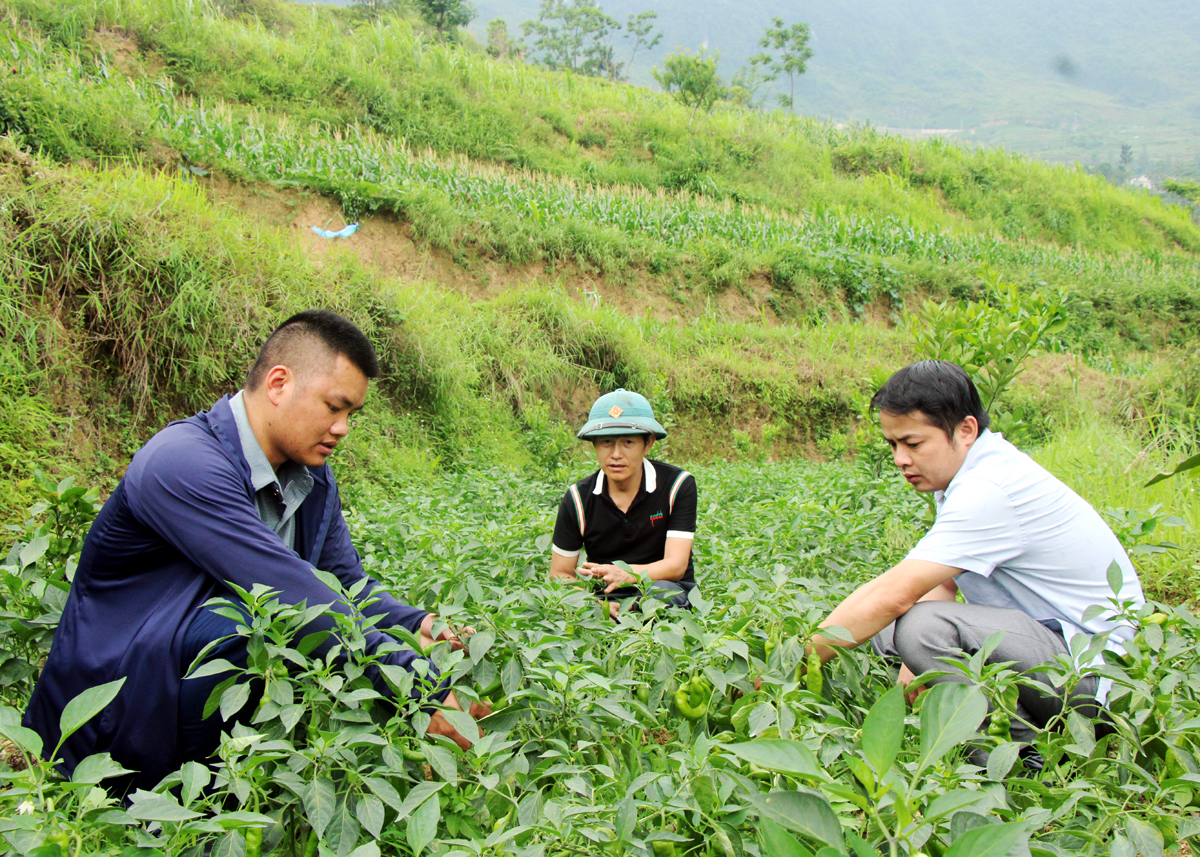 Mô hình trồng ớt ngọt của hộ anh Sân Sài Cáo, thôn Na Lình. 