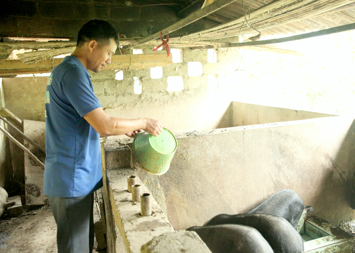 Anh Hoàng Văn Thắng, thôn Nà Ván, xã Lao Và Chải (Yên Minh) hòa nhập cộng đồng, phát triển kinh tế từ chăn nuôi.