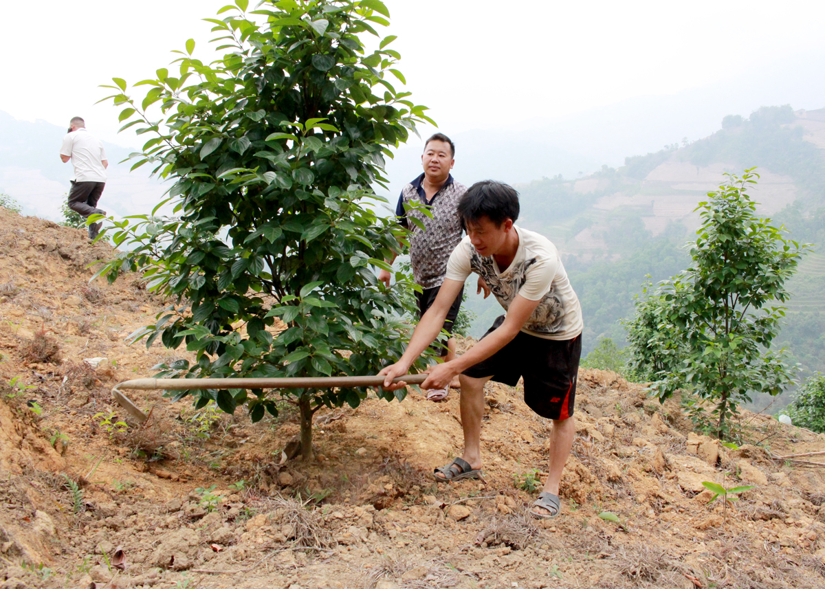 Anh Cứ Mí Lềnh chăm sóc vườn cây ăn quả của gia đình.