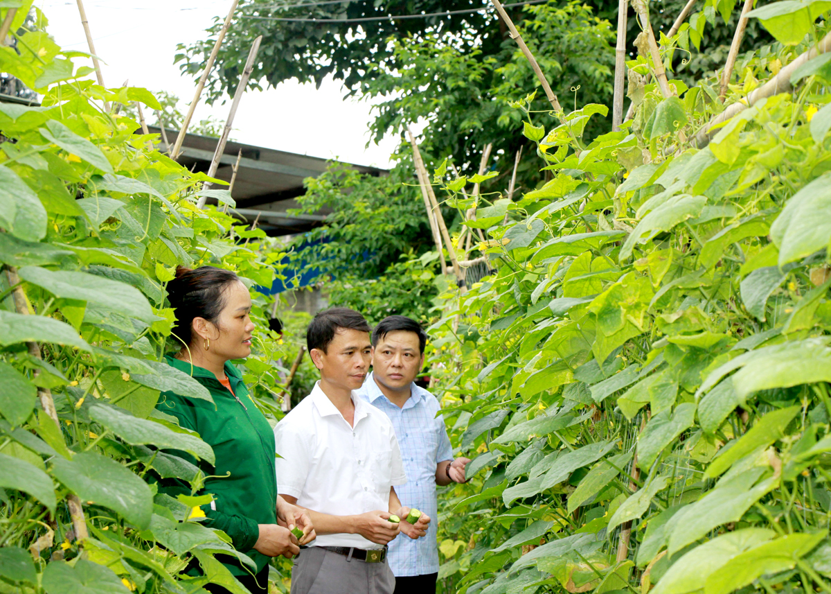  Chị Lục Thị Nga, xã Quyết Tiến (Quản Bạ) giới thiệu mô hình trồng Dưa chuột liên kết của gia đình.
