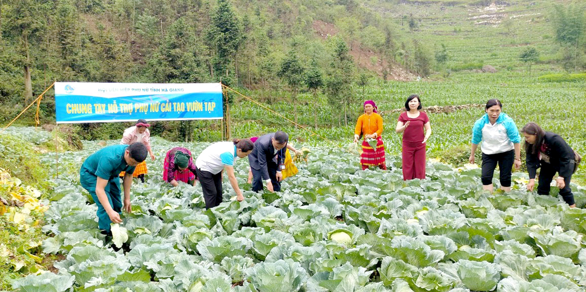 Mô hình trồng rau bắp cải của phụ nữ xã Hố Quáng Phìn mang lại hiệu quả kinh tế cao.