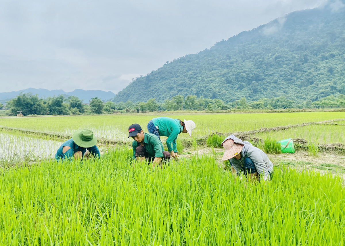 Người dân xã Ngọc Linh nhổ mạ cấy vụ Mùa.