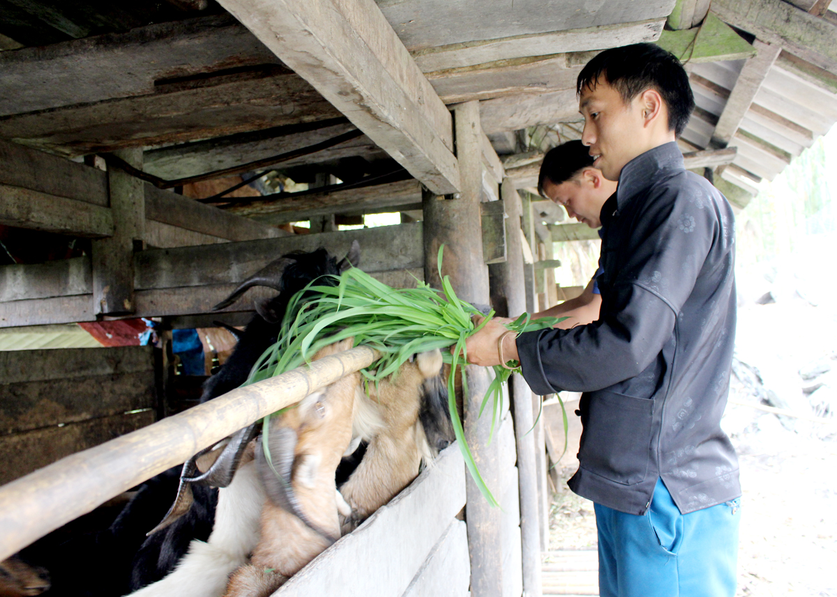 Mr. Ly Mi Sinh takes care of the familys goat herd.