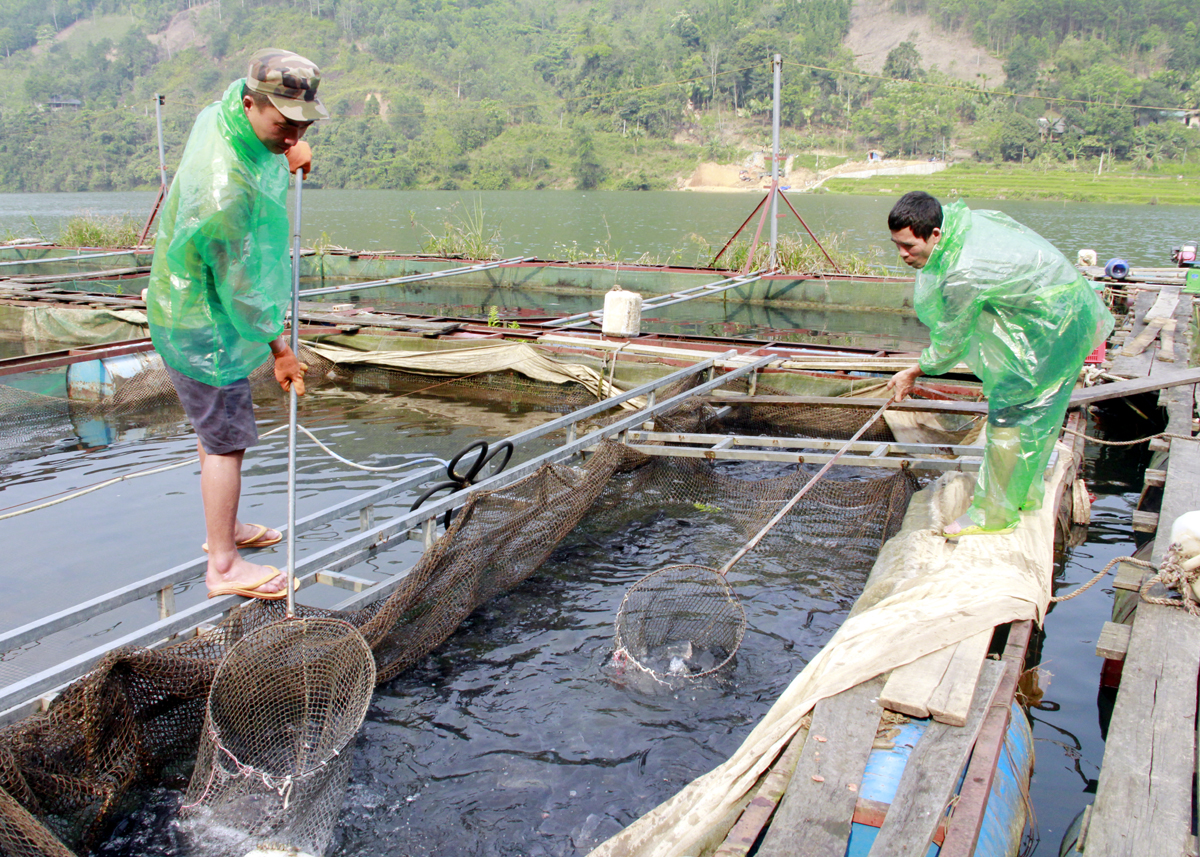 Nông dân xã Thuận Hòa (Vị Xuyên) phát triển nghề nuôi cá lồng trên lòng hồ thủy điện.