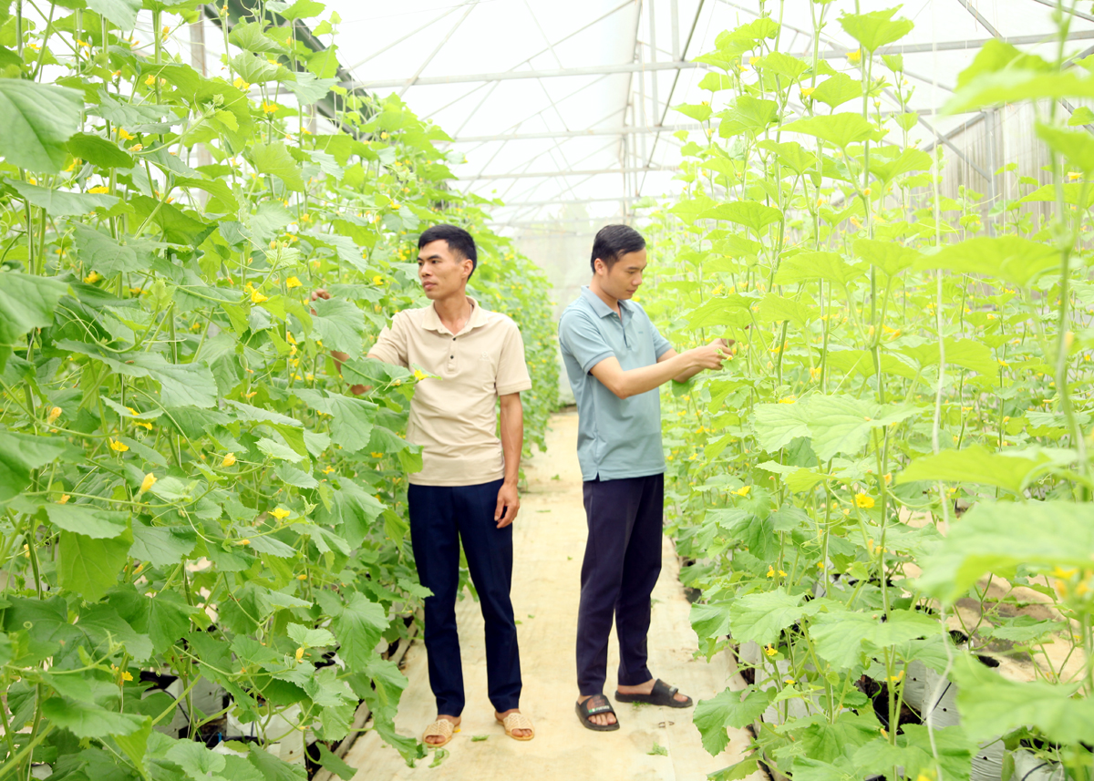 Hệ thống nhà lưới Hợp tác xã Nông nghiệp Tiên Phong, xã Phong Quang (Vị Xuyên) ứng dụng công nghệ kiểm soát khí hậu, cung cấp chất dinh dưỡng tự động