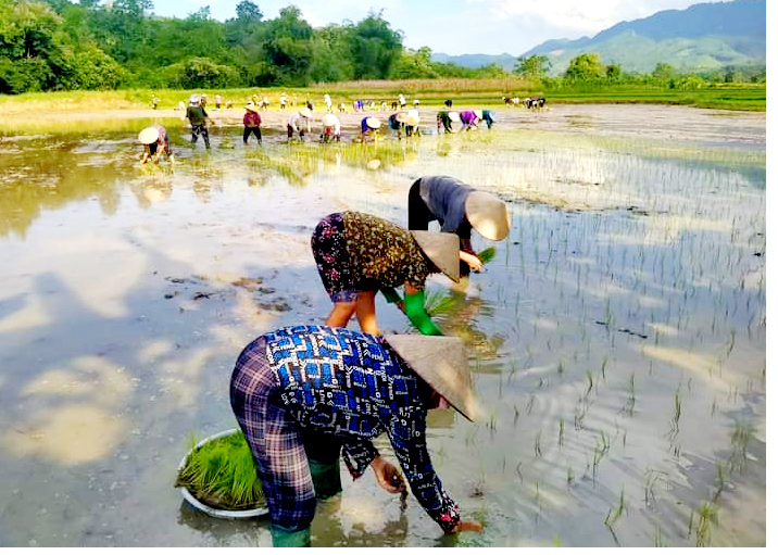 Nhân dân xã Bằng Hành tích cực tăng gia sản xuất.