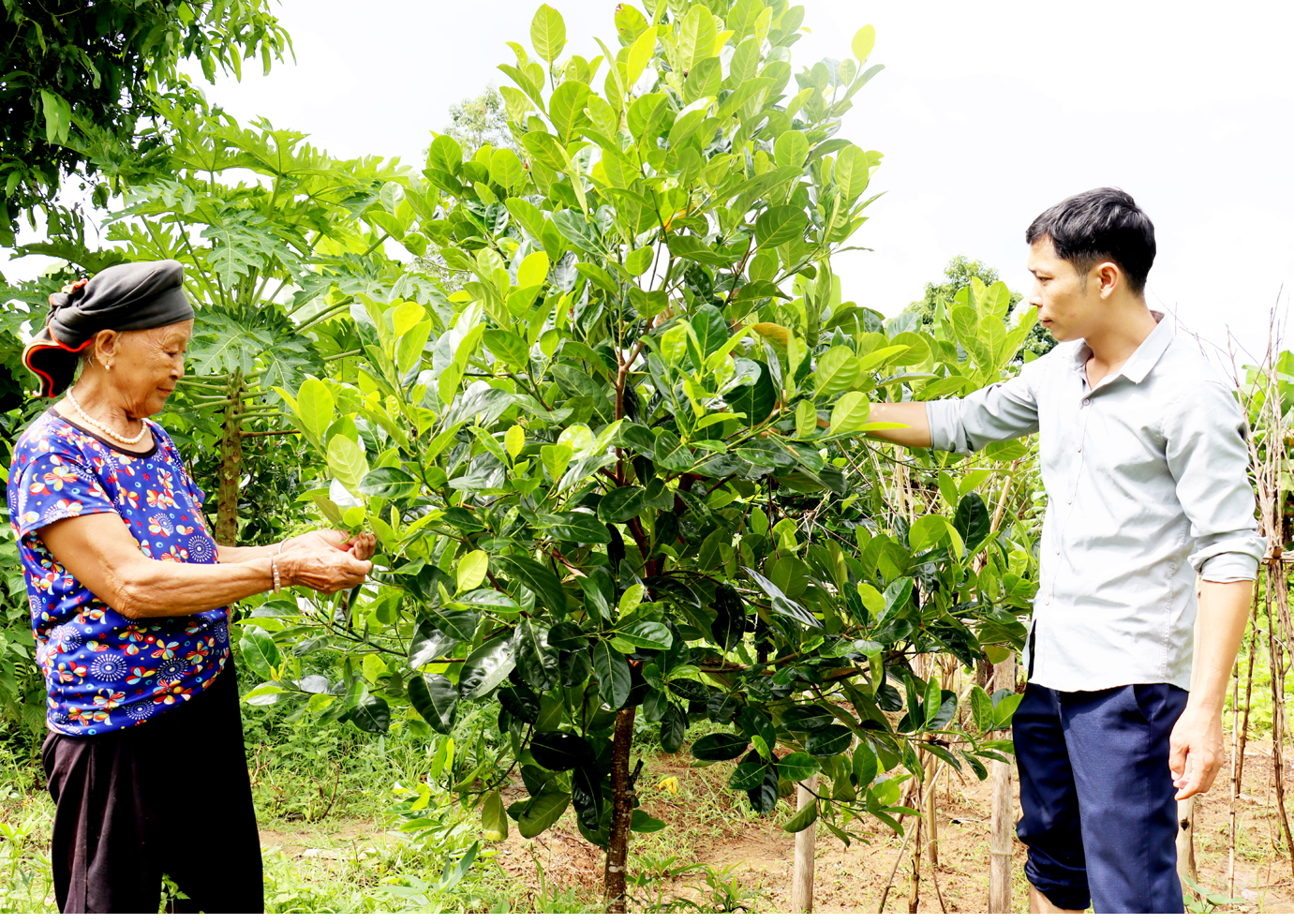 Bà Mương Thị Lấu kiểm tra sự phát triển của cây mít.
