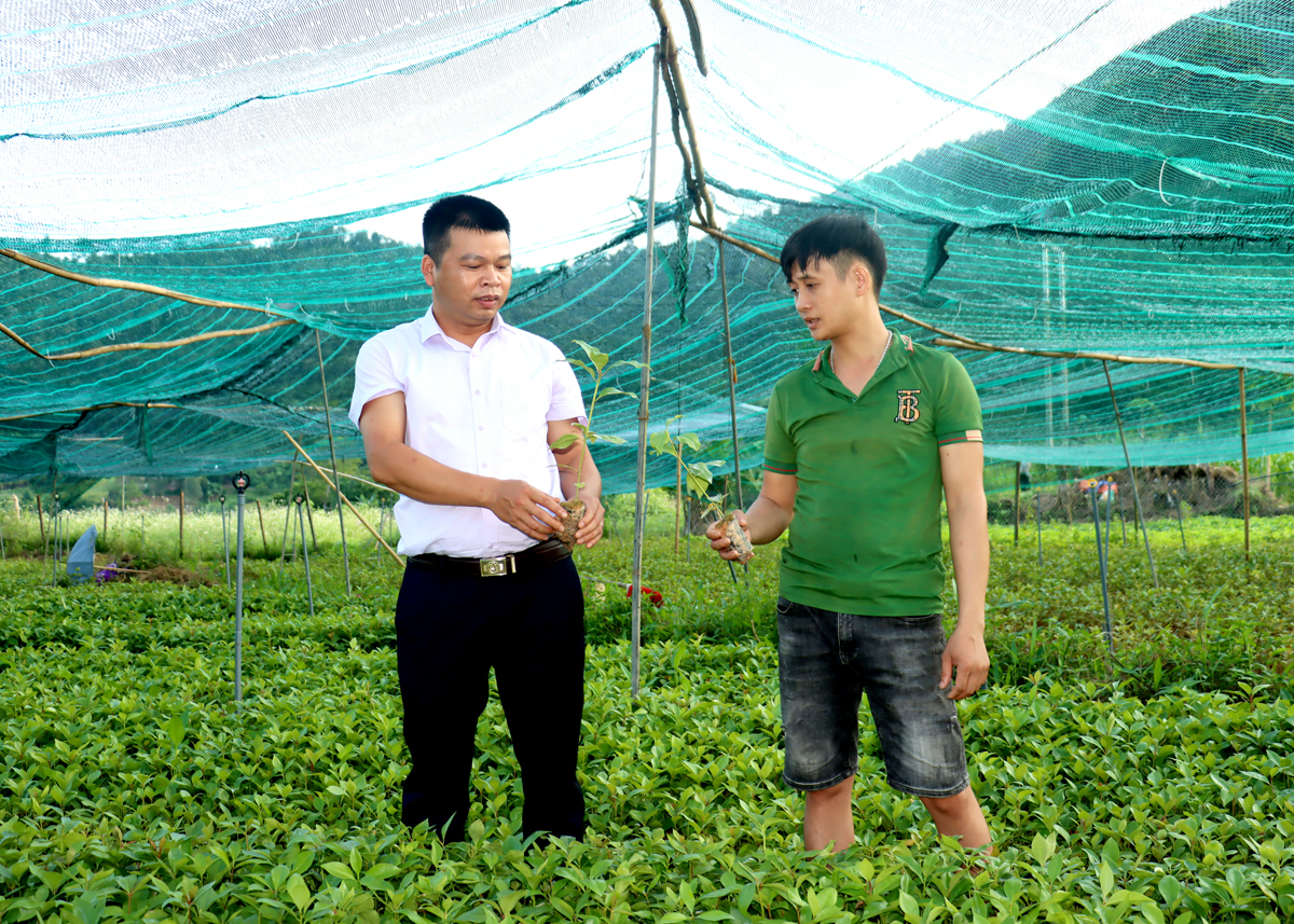 Anh Nguyễn Đình Toàn (phải), thôn Niêm Đồng, xã Niêm Sơn phát triển mô hình ươm cây giống mang lại hiệu quả kinh tế cao.