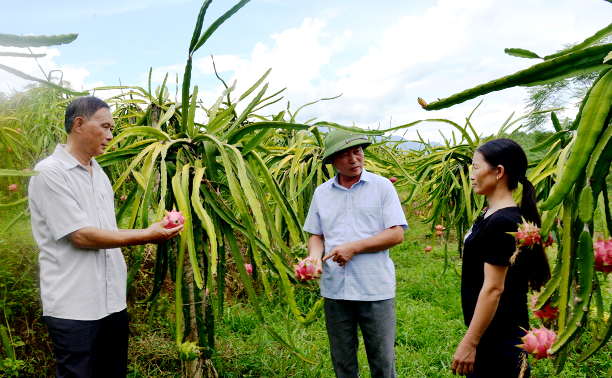 Nông dân thị trấn Yên Bình (Quang Bình) trồng và phát triển cây Thanh long ruột đỏ.                                                                    Ảnh: MỘC LAN
