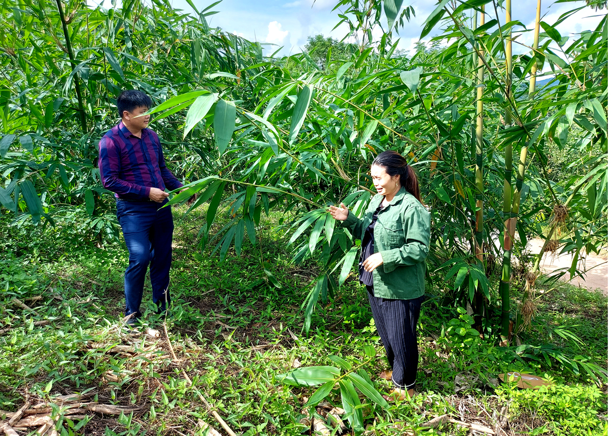 Đồi cây Mai dây nhà chị Bàn Thị Nhung, thôn Nghè, sau 1 năm trồng đã cho thu hái lá và măng.
