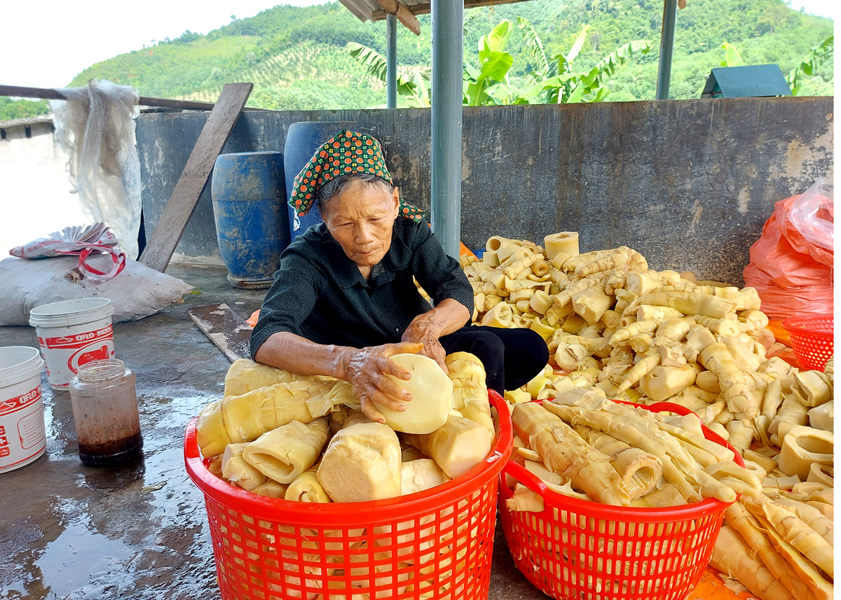 Măng cây Mai dây là nguồn thu nhập thường xuyên, ổn định khoảng 3 triệu đồng/ha/tháng và thu liên tục 8 tháng/năm của người dân thôn Nghè.