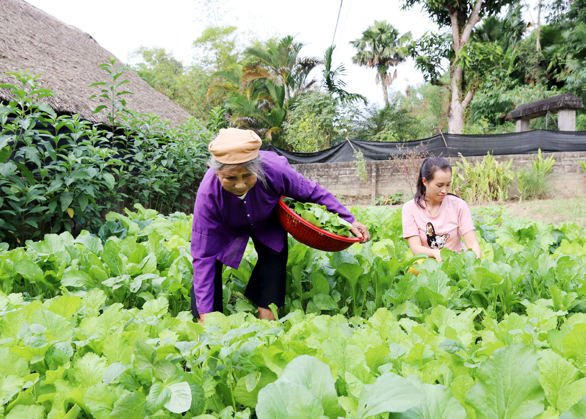 Cải tạo vườn tạp giúp người dân xã Kim Ngọc nâng cao chất lượng cuộc sống.