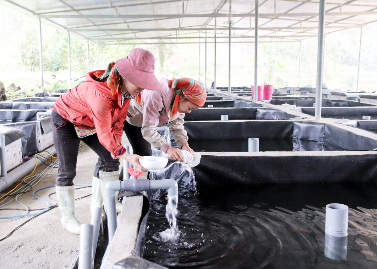 Vườn tạp trở thành khu ươm giống cá hồi, cá tầm, mở ra triển vọng phát triển kinh tế mới ở xã Tân Thành.