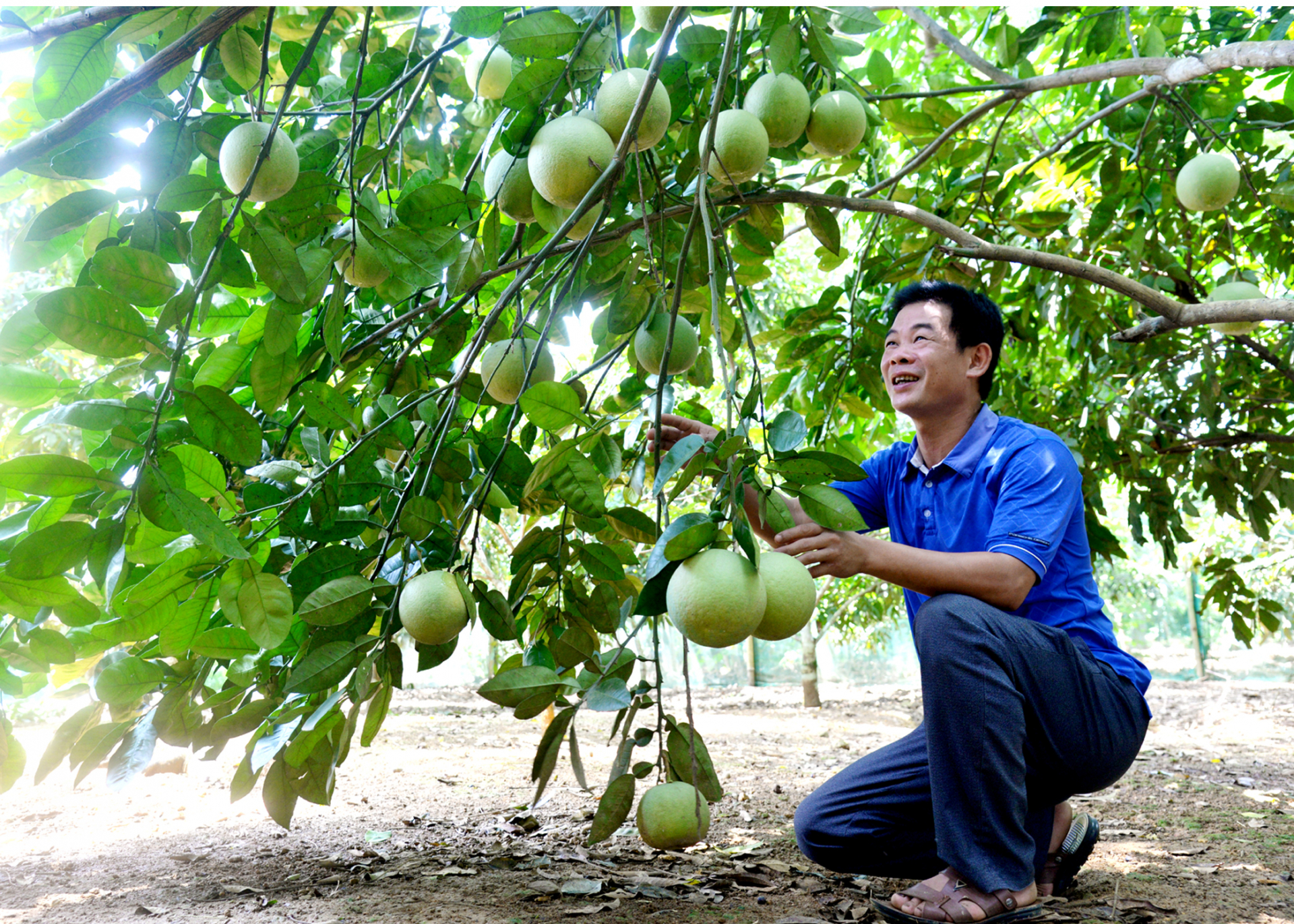 Anh Nguyễn Trọng Khương, Trưởng thôn Trung Thành, xã Vĩ Thượng (Quang Bình) trồng bưởi Da xanh phát triển kinh tế.