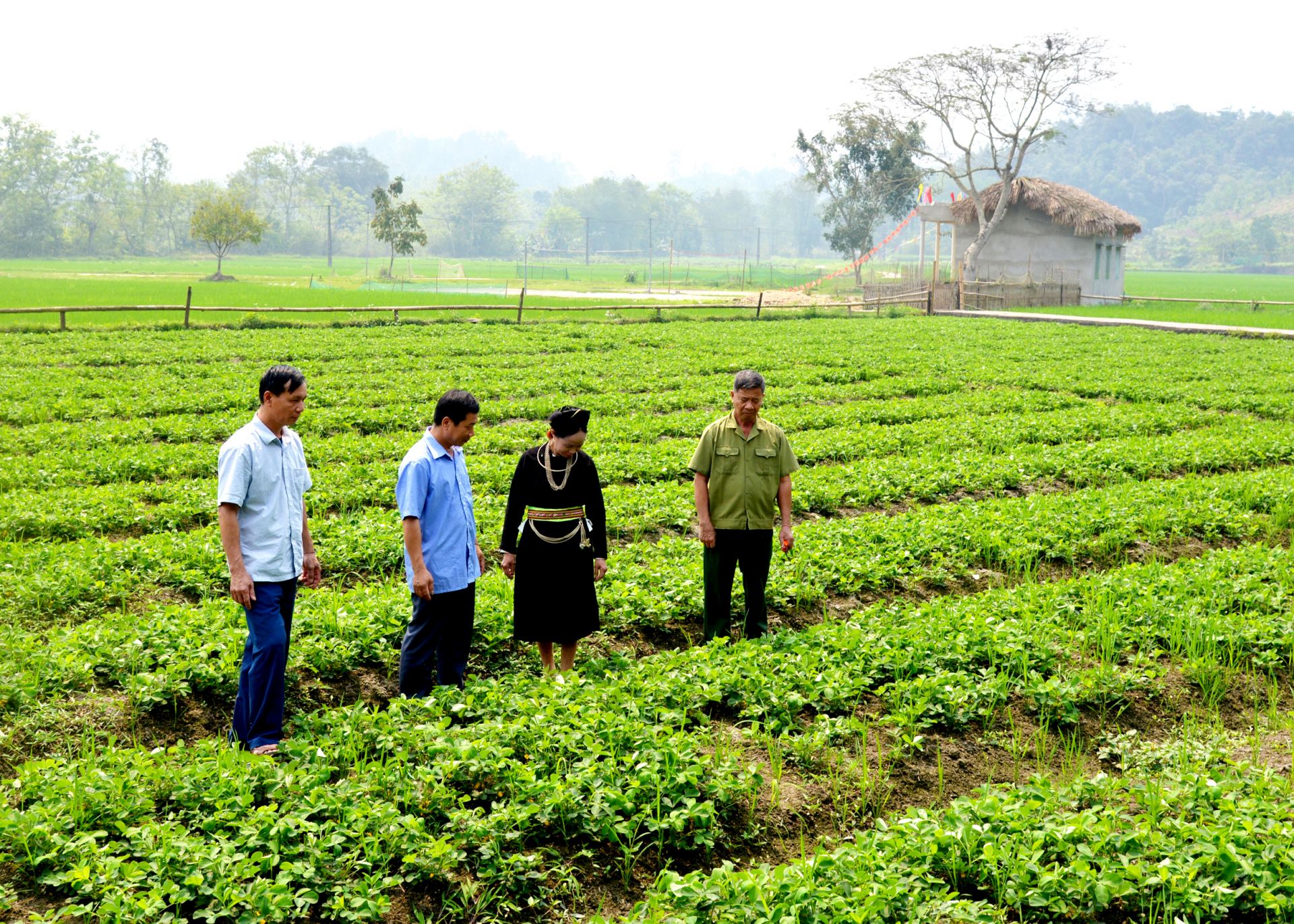 Người dân thôn Hạ Thành, xã Bằng Lang (Quang Bình) dồn điền, đổi thửa trồng lạc và các loại rau màu có giá trị kinh tế.
